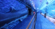 Acquario Dubai Mall 1