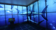 Acquario Dubai Mall 2