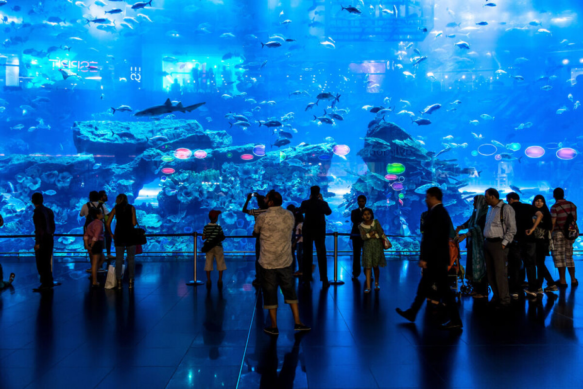 Acquario di Dubai e Zoo sottomarino: biglietto giornaliero