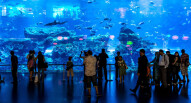 Acquario Dubai Mall 3