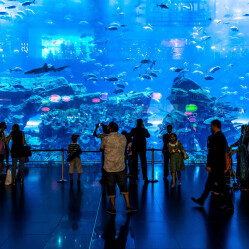 Acquario di Dubai & Underwater Zoo: Il mondo sottomarino del Dubai Mall