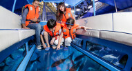 Acquario Dubai Mall 4