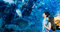 Acquario Dubai Mall 5