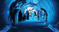 Acquario Dubai Mall 7