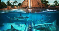 Parco Acqquatico Dubai 6