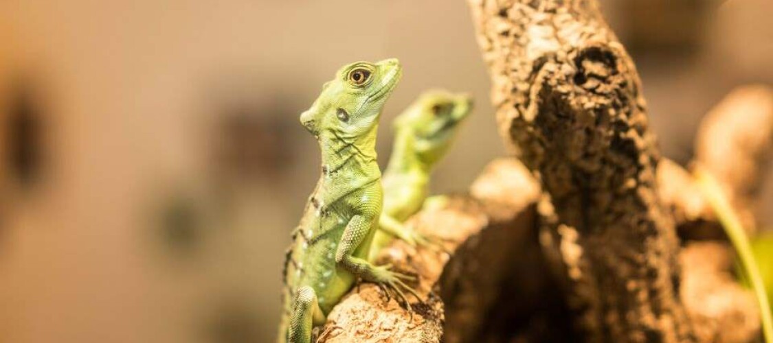 Prenota ora il biglietto salta la coda per il Green Planet di Dubai