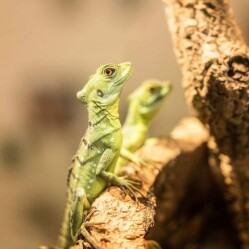 Green Planet: A spasso per la foresta pluviale di Dubai