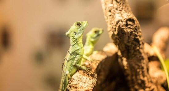 Green Planet: A spasso per la foresta pluviale di Dubai