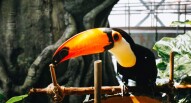 green planet tucano