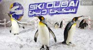 Ski Dubai Pinguini