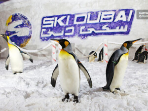 Ski Dubai Pinguini