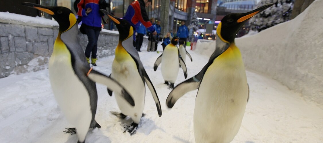 Prenota ora il biglietto giornaliero con accesso illimitato alle attrazioni dello Ski Dubai