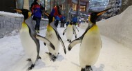 Spettacolo Pinguini latitudenews