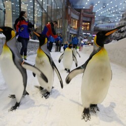 Ski Dubai: La pista da sci al coperto più grande al mondo