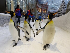 Spettacolo Pinguini latitudenews